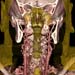 03_HR HeadNeckMagnified