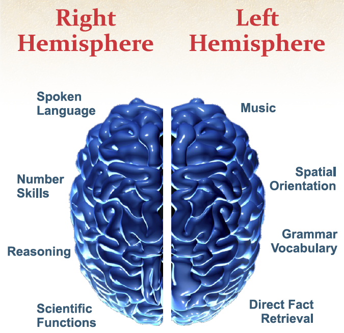 left_right_hemispheres