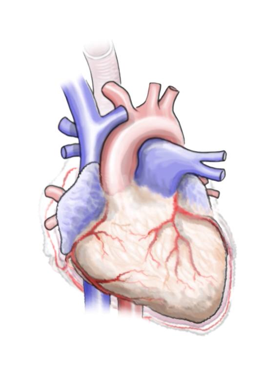 If not properly treated, Afib progresses to more severe stages and can cause damage to the heart.