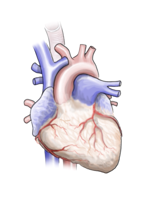 When you find an effective treatment for Afib, there are important benefits to your heart—and your health overall.